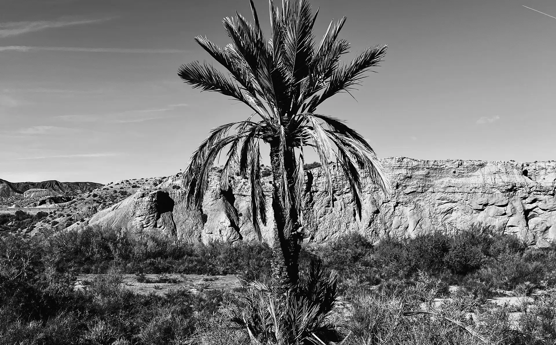 YAZOKA-LOUIELOUIE-PALM-H-01